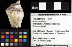 Foto (Objket + Etiketten) von Goniodromites bidentatus (Reuss, 1859) 